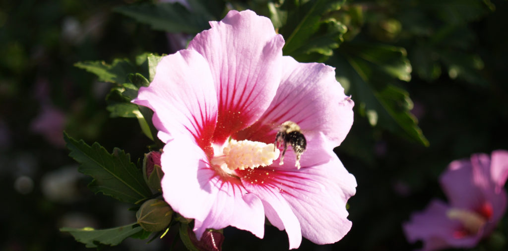 Ben Buechel Is A Busy Bee!