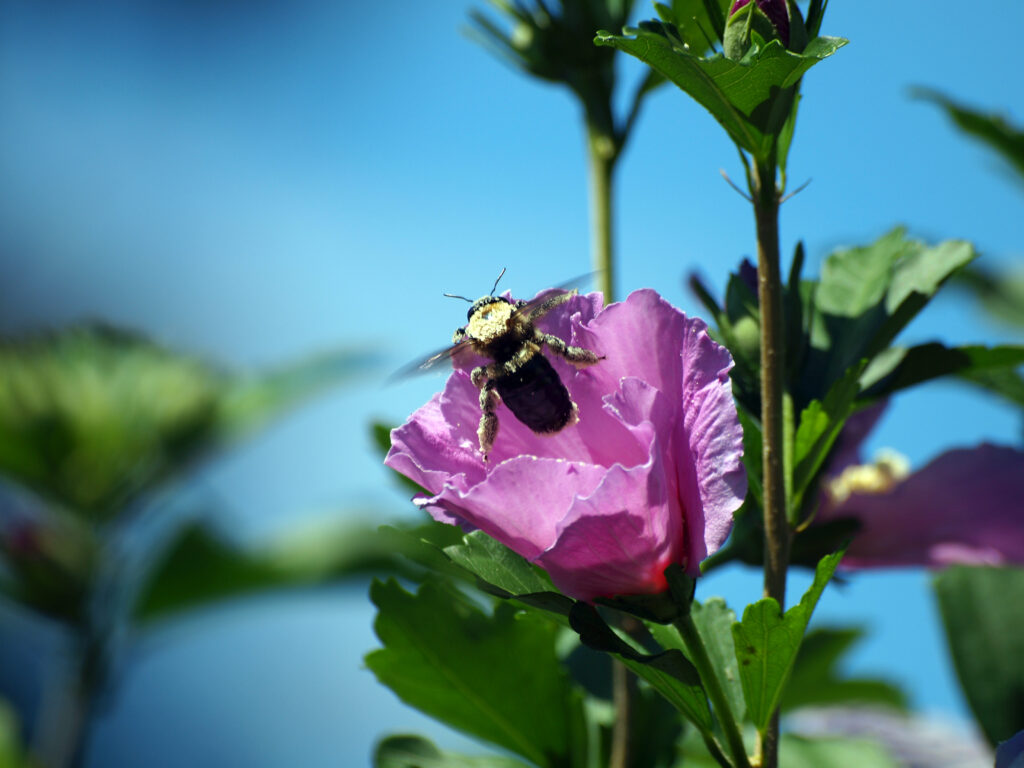 Busy Bee Visits Flowers