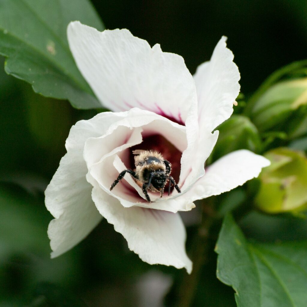 Busy Bee Photography