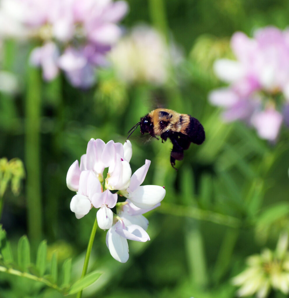 Bumblebee Pollinates Beautiful Flower!