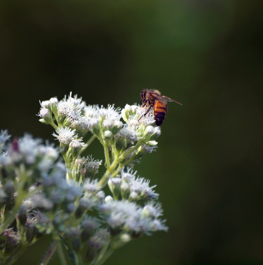 Busy Bee 2025