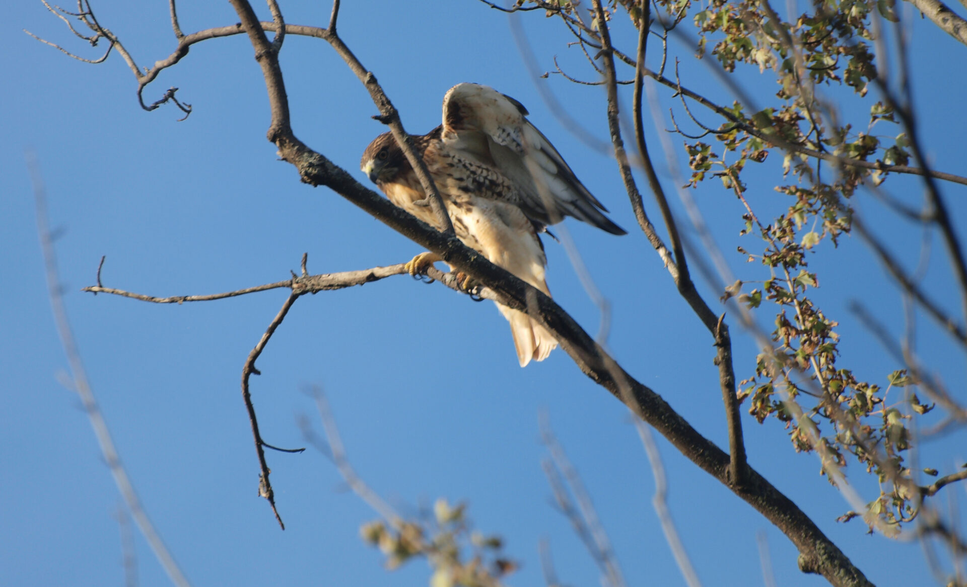 Petersfeild Raptor The Raptor - BenBuechel.com